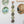 Forests 5 Link Daisy Chain