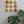 Ceramic Dome Apricot Fizz Set (9)