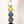 Kelp 5 Link Daisy Chain