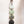 Fernery 4 Link Daisy Chain
